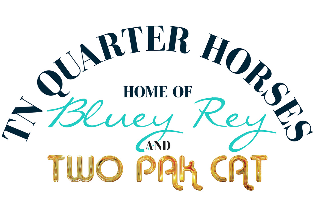 AQHA Novice Campdraft Horse Of The Year 2015 - TN Quarter Horses
